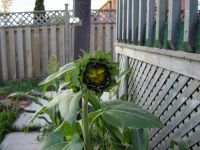 Sunflowers!!