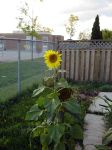 Sunflowers!!