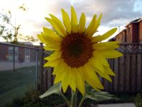 Sunflowers!!