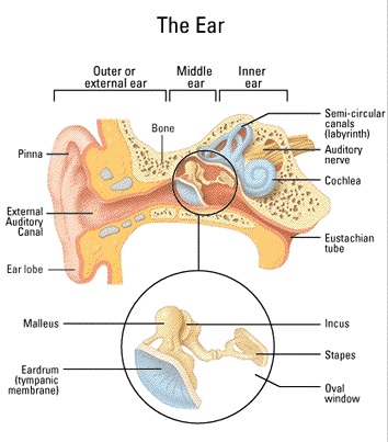 ENT: Ear Nose Throat – sikander.org