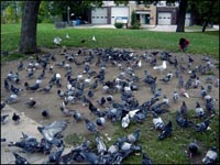 Pigeons