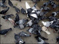 Pigeons