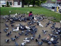 Pigeons
