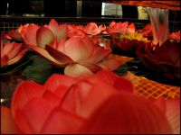 Valentine's Day 2007
